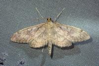 Anania lancealis