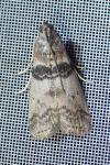 Sciota rhenella