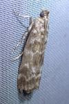 Dioryctria sylvestrella