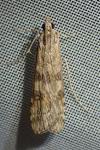 Nomophila noctuella