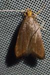 Eurodachtha pallicornella