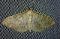 Patania ruralis