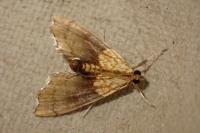 Agrotera nemoralis