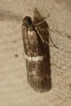 Elegia similella