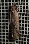 Pempelia palumbella