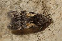 Teleiodes luculella
