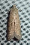 Eccopisa effractella