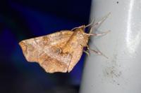 Selenia dentaria