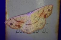 Cyclophora punctaria