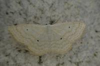 Scopula immutata