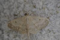 Idaea biselata