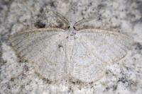 Cabera exanthemata
