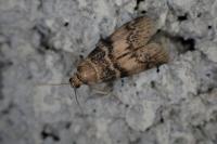 Euzophera pinguis