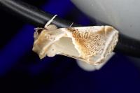 Habrosyne pyritoides