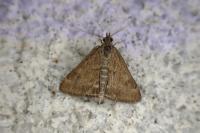 Pyrausta despicata