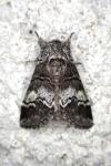 Drymonia querna