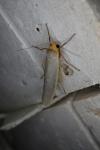 Eilema caniola