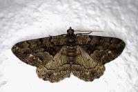 Peribatodes ilicaria