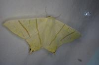Ourapteryx sambucaria