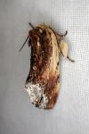 Ptilodon cucullina