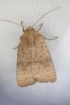 Hoplodrina octogenaria
