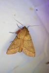 Mythimna turca