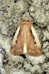 Ochropleura plecta