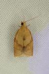 Clepsis consimilana