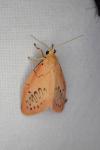 Miltochrista miniata