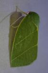 Bena bicolorana