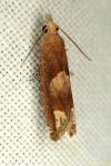 Eucosma conterminana