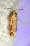 Rhyacionia buoliana