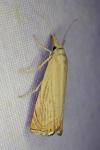 Chrysoteuchia culmella