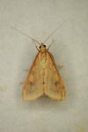 Udea ferrugalis