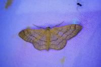 Idaea aversata