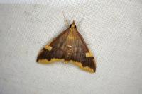 Circobotys butleri