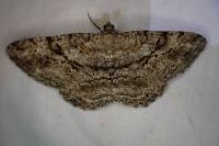Peribatodes rhomboidaria