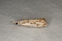 Catoptria falsella