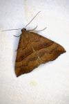 Hypena proboscidalis