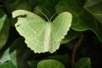 Geometra papilionaria