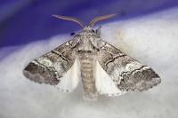 Drymonia querna