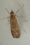 Nomophila noctuella