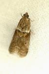 Acrobasis consociella