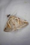Habrosyne pyritoides