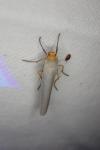 Eilema caniola