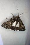 Aedia leucomelas
