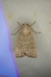 Hoplodrina ambigua