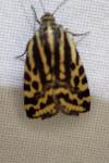 Emmelia trabealis
