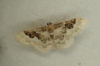 Idaea rusticata