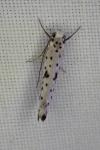 Yponomeuta plumbella
